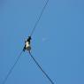 40-meter dipole antenna